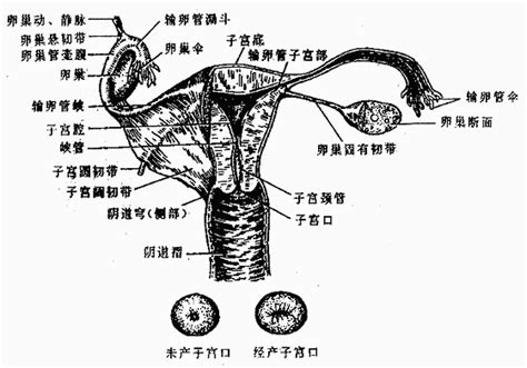 陰女|女性生殖结构：